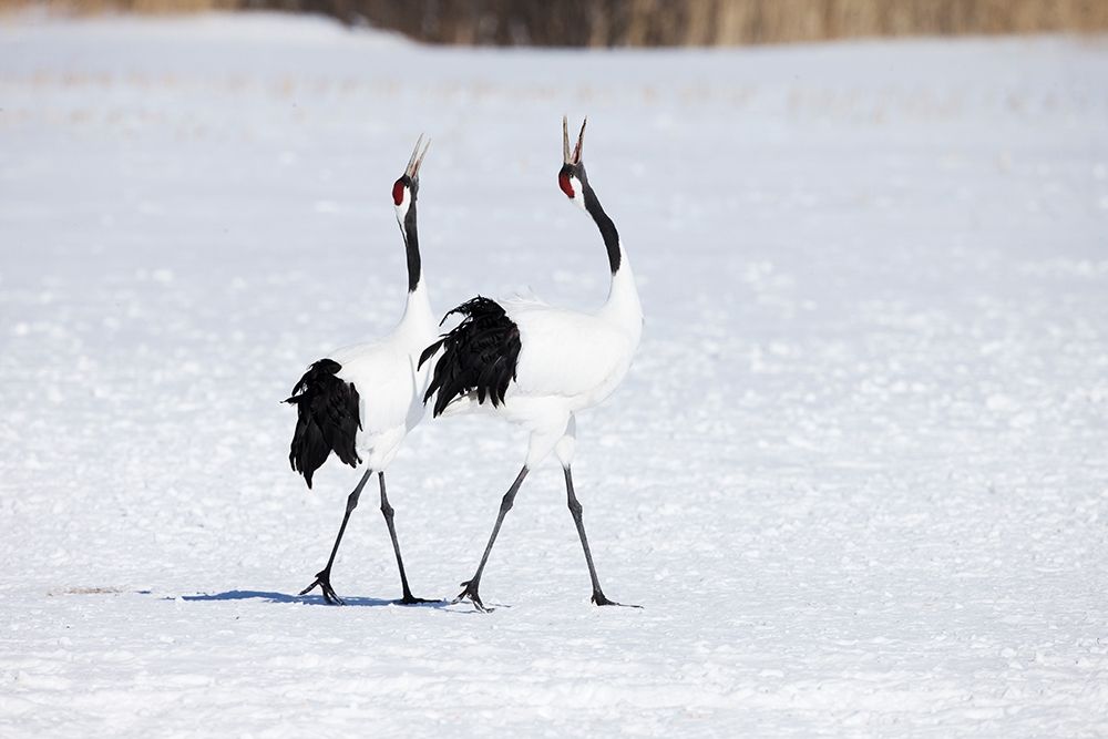 Japan-Hokkaido-Kushiro Two adult red-crowned cranes walk together while vocalizing art print by Ellen Goff for $57.95 CAD
